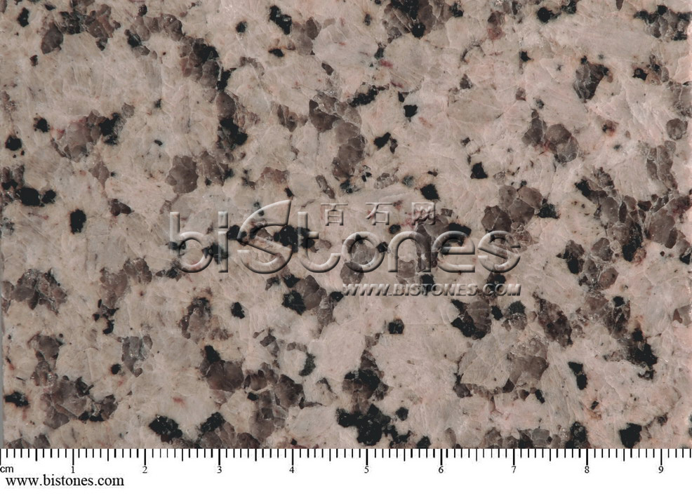 Chrysanthemum Yellow