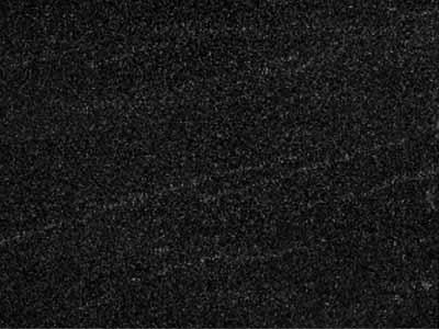 Anemone Black Anemone Black