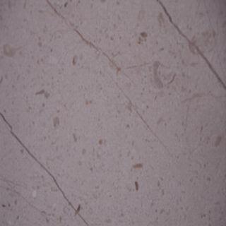 New Century Beige New Century Beige