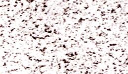 Laizhou White Camellia