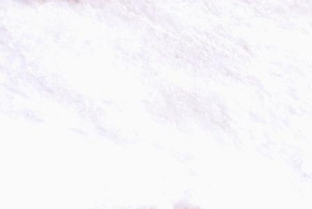 Ziarat White Ziarat White