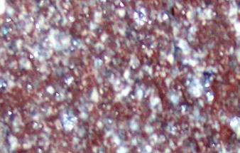 Chicken Blood Red Chicken Blood Red