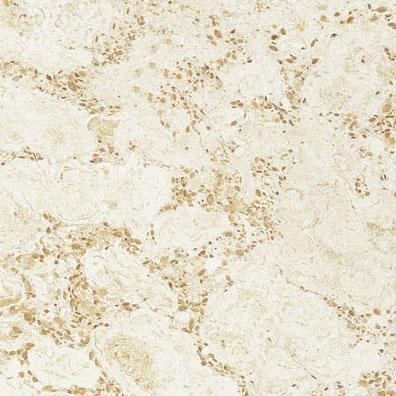 Paris Beige Paris Beige